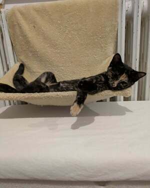 Adopter BETTY