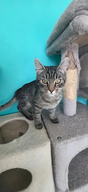 Adopter Grey