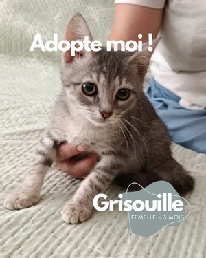 Adopter Grisouille
