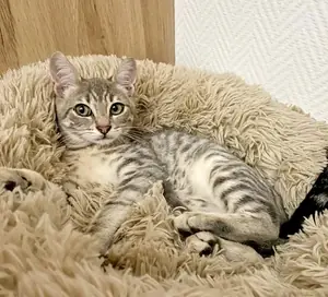Adopter Roméo