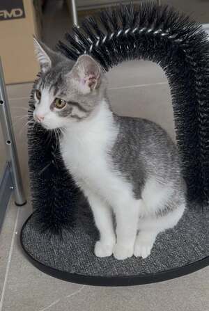 Adopter BLISIE