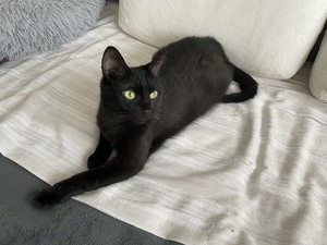 Adopter BELLA