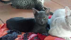 Adopter SOMBRA