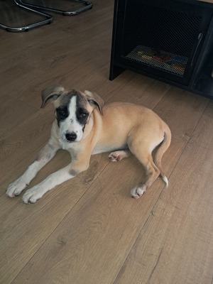Adopter Badka