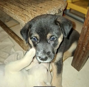 Adopter Boupsy