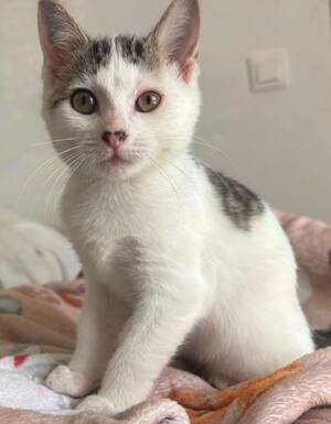 Adopter Asha