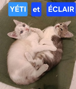 Adopter Éclair et Yéti Duo 