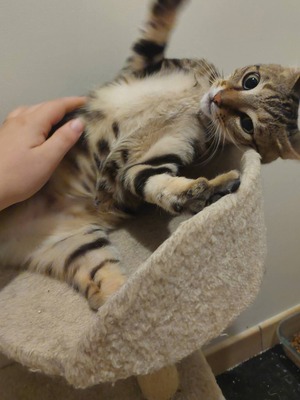 Adopter Catimini