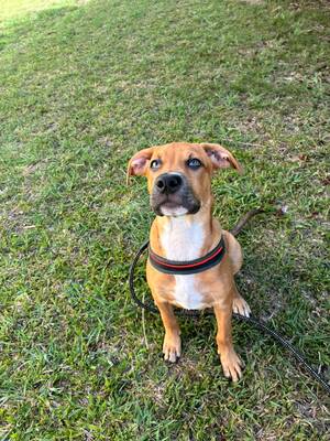 Adopter Tikos