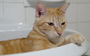 Adopter Mufassa