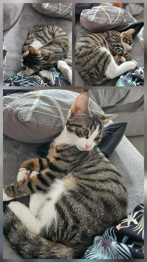 Adopter BISCUIT
