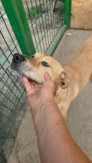 Adopter Nana