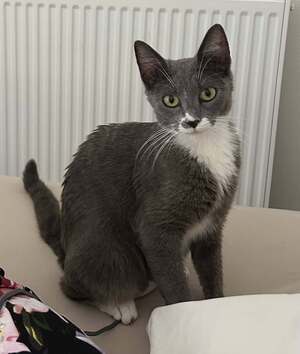 Adopter Beryl