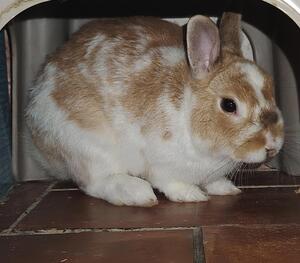 Adopter Hop