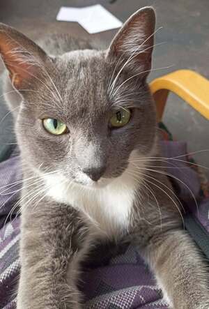 Adopter Doumé