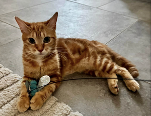 Adopter COGNAC 