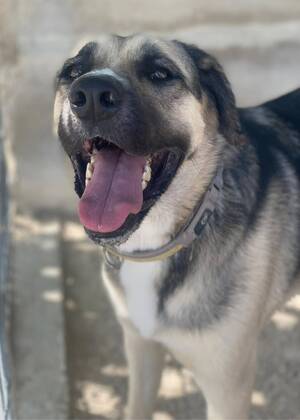 Adopter Poppy