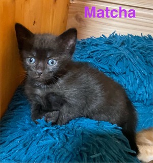 Adopter Matcha