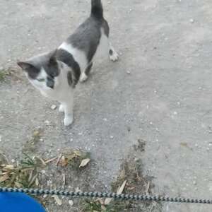Adopter Grisou
