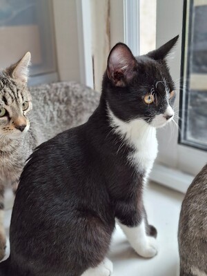 Adopter BAGNARD