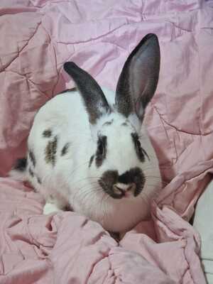 Adopter Zoé