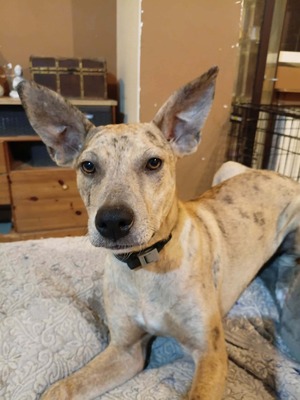 Adopter Bahia
