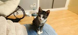 Adopter Bostra
