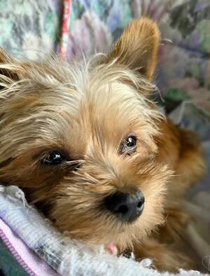 Adopter Nori