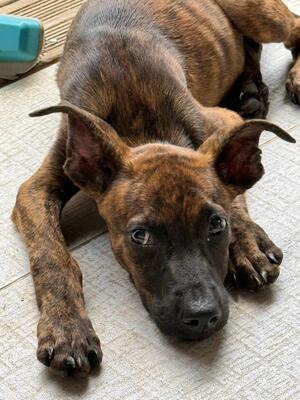 Adopter Syrius