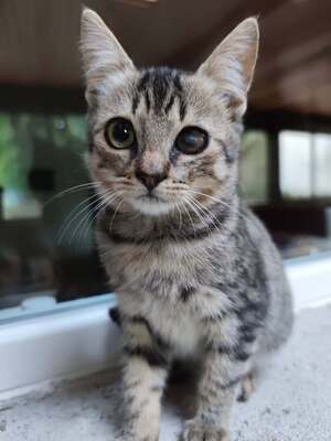 Adopter Blink 