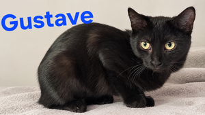 Adopter Gustave la Glue