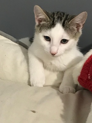 Adopter Blanco