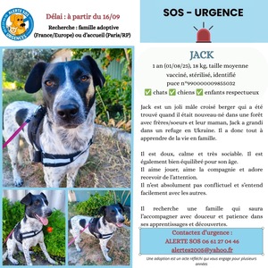 Adopter Jack
