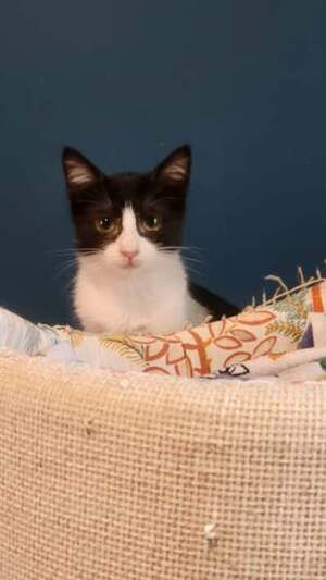 Adopter Belinda