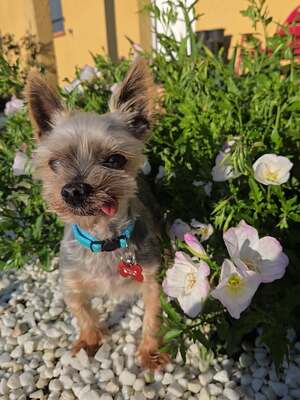 Adopter KIMO