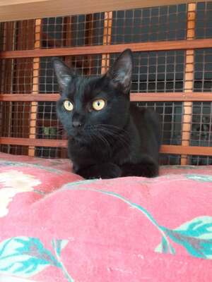 Adopter Belva