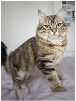 Adopter Poupy