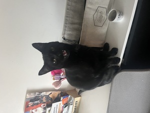Adopter Atchoum