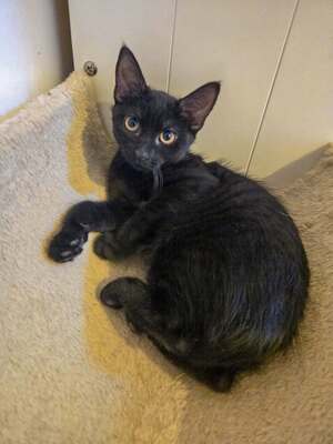 Adopter BRINDONE