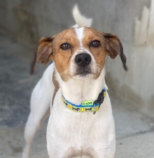 Adopter Chirimoyo