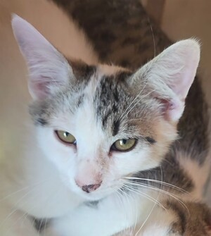 Adopter Bémol