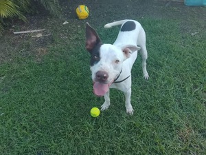 Adopter Neo