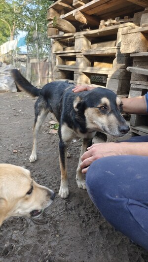 Adopter Kovu