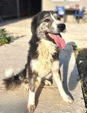 Adopter Majo
