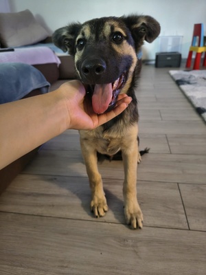 Adopter Shado