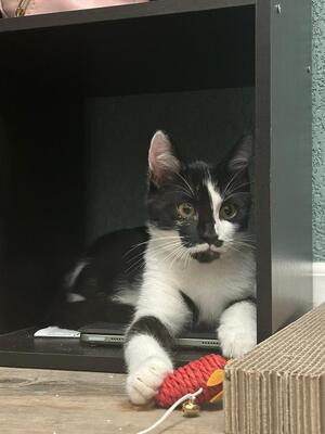 Adopter Cacao