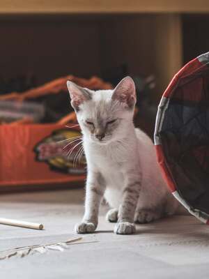 Adopter Biarritz 
