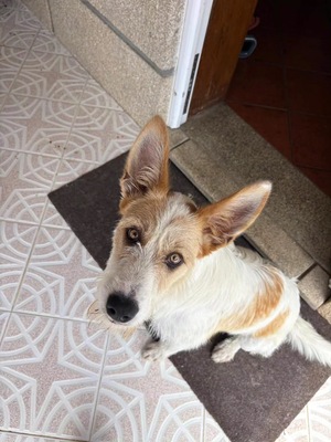 Adopter Lotus