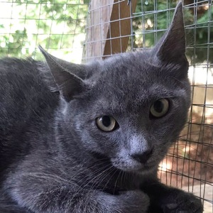 Adopter Grison 