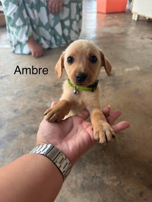 Adopter Ambre